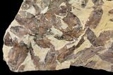 Fossil Fish (Gosiutichthys) Mortality Plate - Lake Gosiute #130017-2